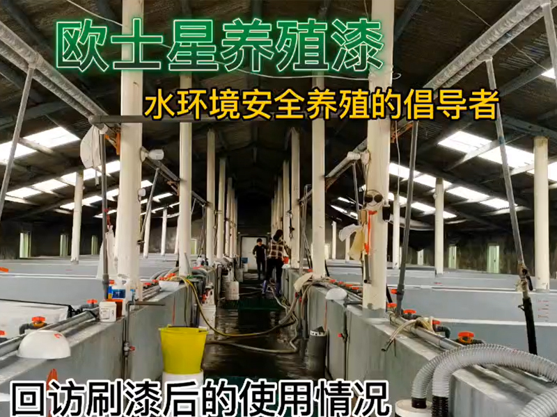 回訪刷漆后的使用情況，11月8日刷完漆，12月7日回訪，蝦苗攝食狀態(tài)佳，體色亮，活力好，倡導(dǎo)水環(huán)境安全養(yǎng)殖，歐士星養(yǎng)殖漆在行動(dòng)！